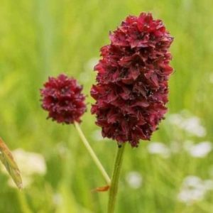 Pimprenelle - Sanguisorba minor