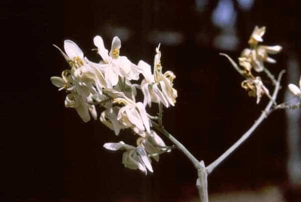 Moringa Oleifera - Neverdier