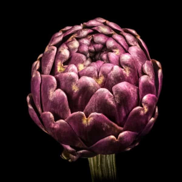 Artichaut Violet de Provence - Artichaut Violet Globe