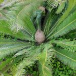 Dioon edule - Chesnut dioon
