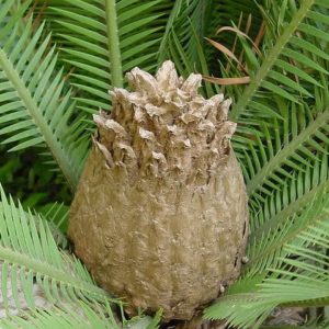Dioon edule - Chesnut dioon