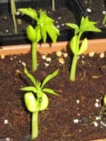 Moringa Oleifera - Neverdier