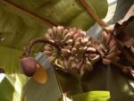 Musa Itinerans 'Burmese blue'