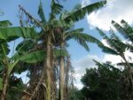Musa Itinerans 'Burmese blue'