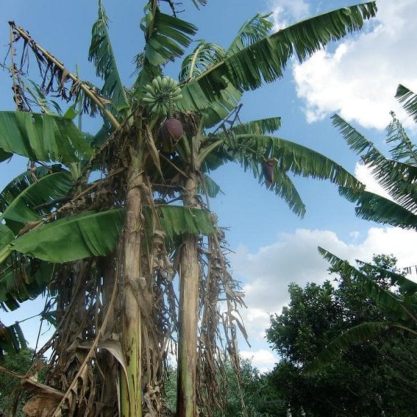 10 Graines De Bananier – Arbre Exotique Facile à Cultiver, Croissance Rapide, Idéal Jardin Extérieur