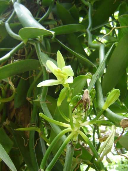 Vanille - Vanilla planifolia
