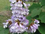 Paulownia fortunei