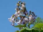 Paulownia fortunei