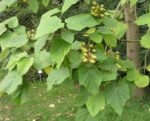 Paulownia fortunei