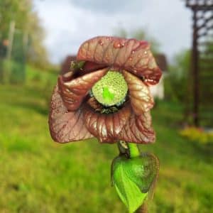 Asimina triloba - Paw Paw