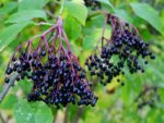 Sambucus nigra - Infrutescence