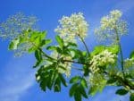 Sureau noir - Sambucus nigra