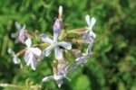 Saponaria officinalis - Saponaire officinale - Herbe à savon