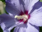 Hibiscus syriacus - Althéa-pistil