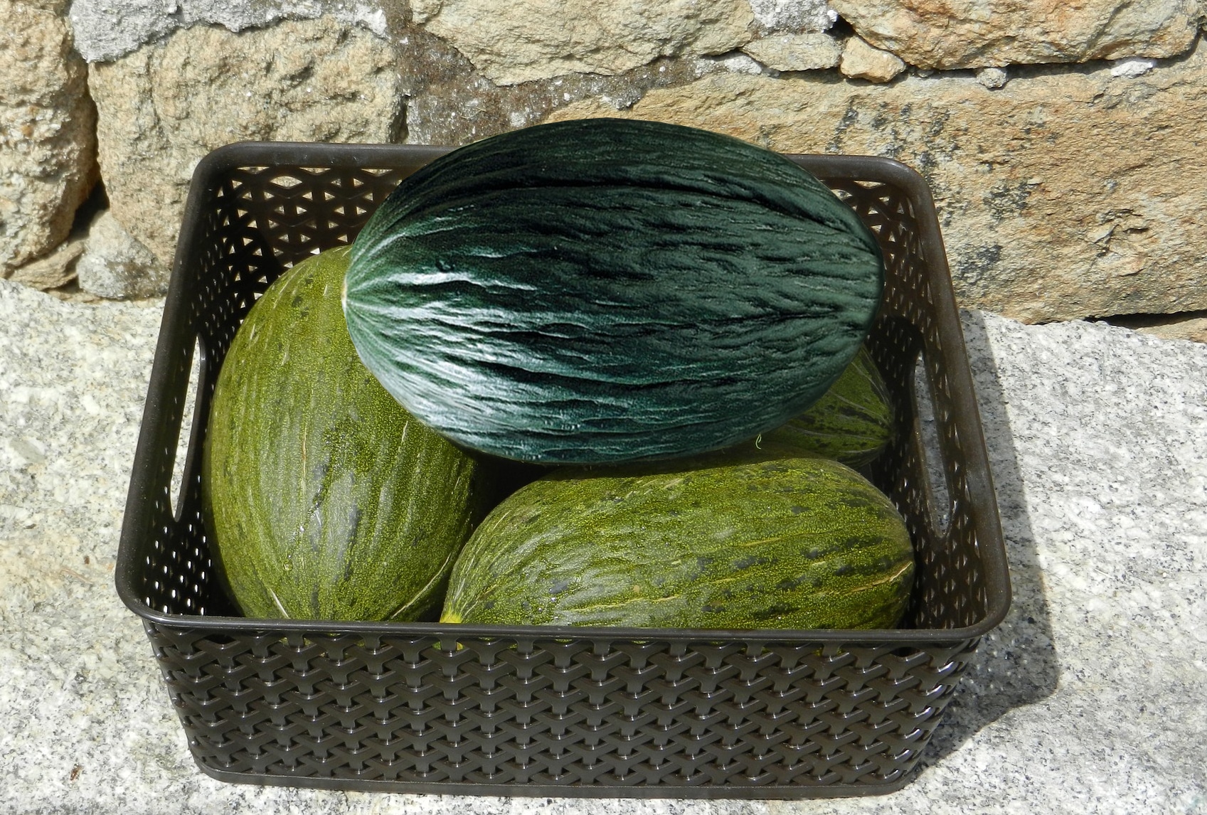 300 graines de cantaloup Boyang Melon peau verte viande verte graines de melon croustillantes graines de légumes de printemps-1000 grains pour plante de pépinière