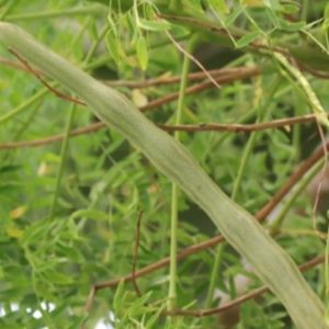 Moringa Hildebrandtii - Infrutescence