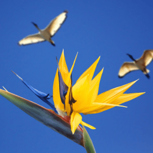 Strelitzia Reginae 'Mandela's Gold' - Oiseau de paradis jaune - Strelitzia jaune