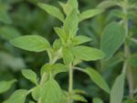 Origan commun - Origanum vulgare