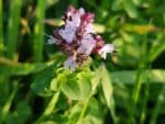 Origan commun - Origanum vulgare