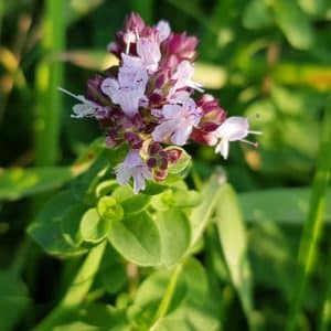 500 Graines D'Origan Commun - Aromatique Facile à Cultiver Pour Jardin Ou Balcon