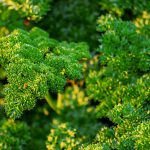 Persil frisé - Petroselinum crispum