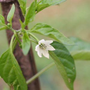 Piment d’Espelette - Capsicum annum Gorria - Piment Basque Gorria