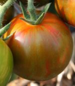 Tomate 'Black Zebra' - Solanum lycopersicum 'Black Zebra'