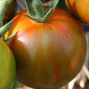 Tomate 'Black Zebra' - Solanum lycopersicum 'Black Zebra'