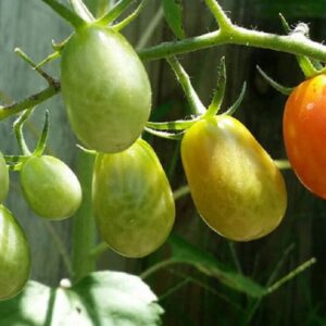Solanum lycopersicum - Tomate Roma orange