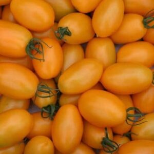 Solanum lycopersicum - Tomate Roma orange