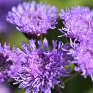 Ageratum bleu - Agerate - Célestine