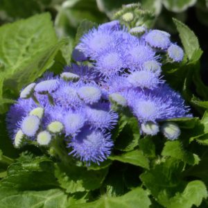 Ageratum bleu - Agerate - Célestine