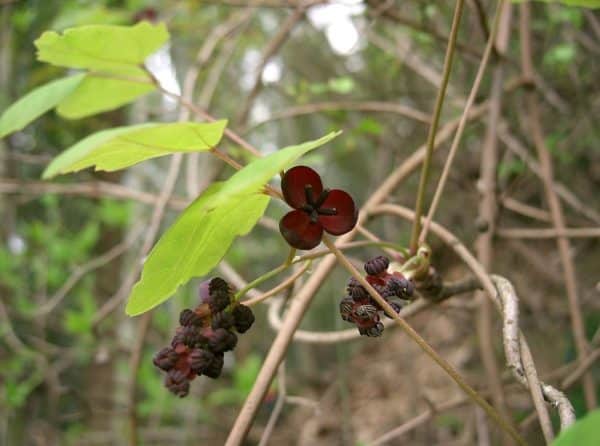 Akebia trifoliata - Akébie