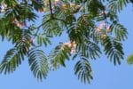 Albizia Julibrissin - Arbre de soie