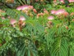 Albizia Julibrissin - Arbre de soie