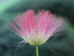 Albizia Julibrissin - Arbre de soie