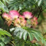 Albizia Julibrissin - Arbre de soie
