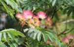 Albizia Julibrissin - Arbre de soie