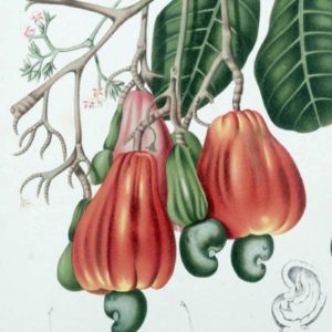Anacardiaceae - Famille des Anacardiacées