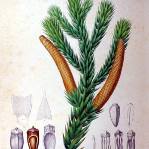 Famille des Araucariaceae, Araucariacées