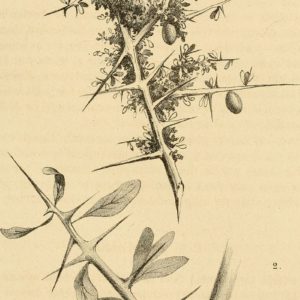 Sapotaceae - Famille des Sapotacées