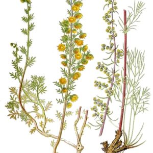 Famille des Asteraceae, Asteracées, Compositae, Composées