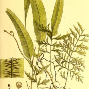 Aspleniaceae - Famille des Aspleniacées