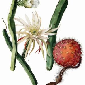 Cactaceae - Famille des Cactacées