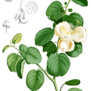 Famille des Capparaceae, Capparacées ou Capparidaceae, Capparidacées