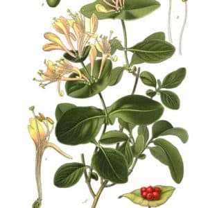 Famille des Caprifoliaceae - Caprifoliacées
