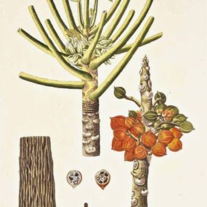 Famille des Caricaceae - Caricacées