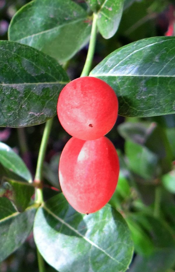 Prunier du Natal - Carissa macrocarpa