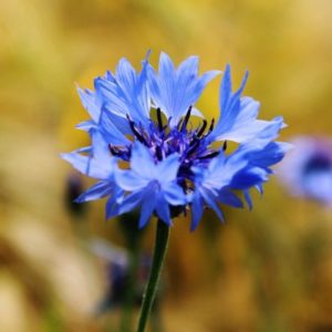 Centaurea cyanus - Centaurée bleuet