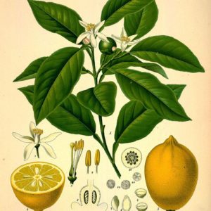 Rutaceae - Famille des Rutacées